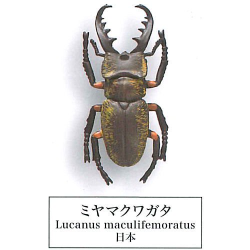 Beetle collection specimen-ZOOM-