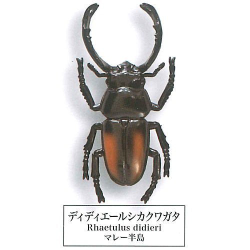 Beetle collection specimen-ZOOM-