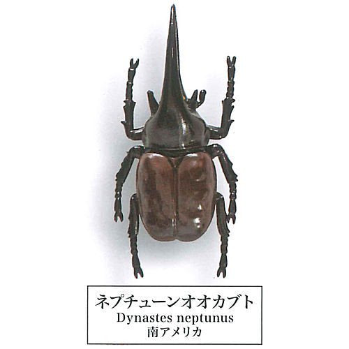 Beetle collection specimen-ZOOM-