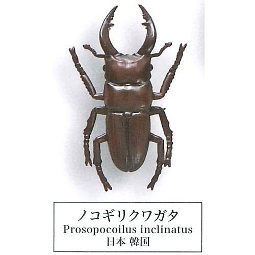 Beetle collection specimen-ZOOM-