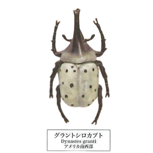 Beetle collection specimen-ZOOM-