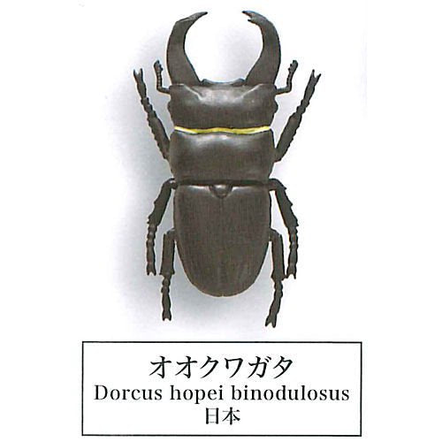 Beetle collection specimen-ZOOM-