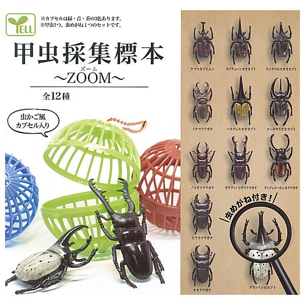 Beetle collection specimen-ZOOM-