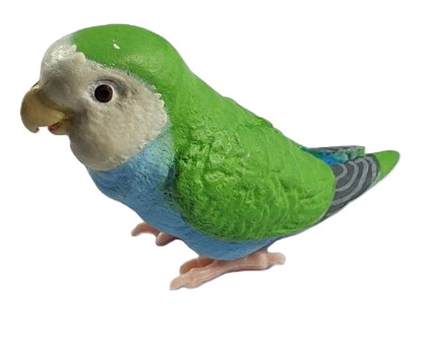 Parakeet Collection