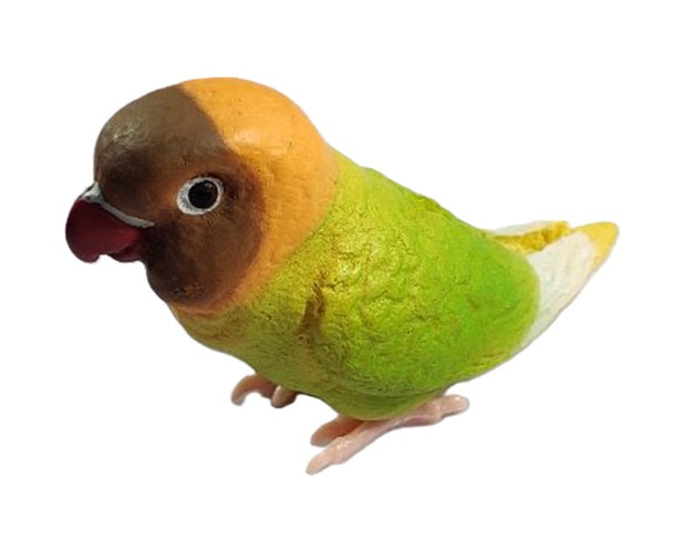 Parakeet Collection
