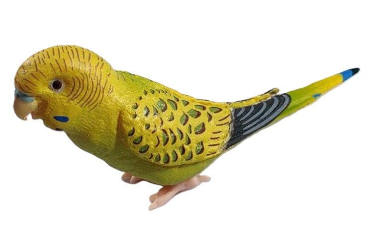Parakeet Collection