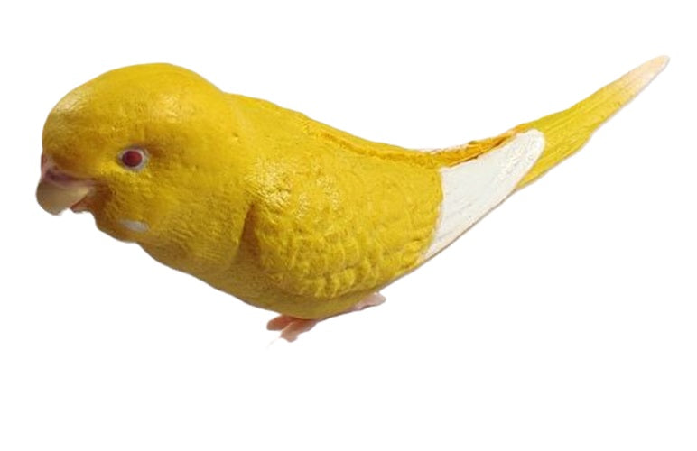 Parakeet Collection