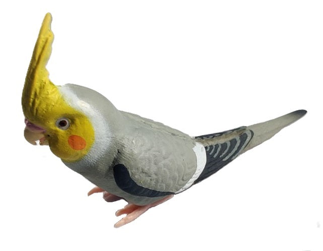 Parakeet Collection