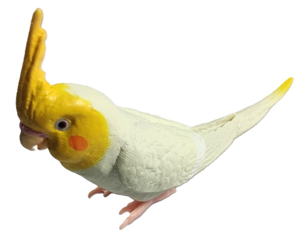 Parakeet Collection
