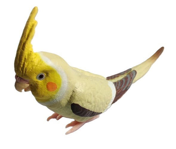 Parakeet Collection