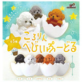 Kororin Baby Poodle