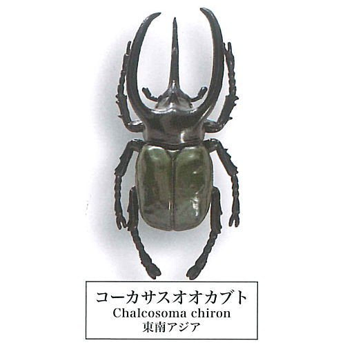 Beetle collection specimen-ZOOM-