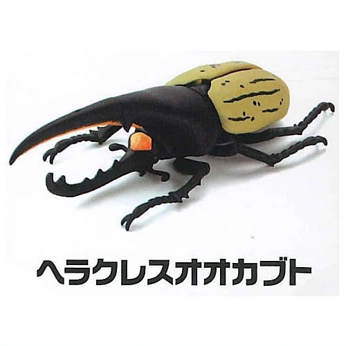 Modeling Beetles