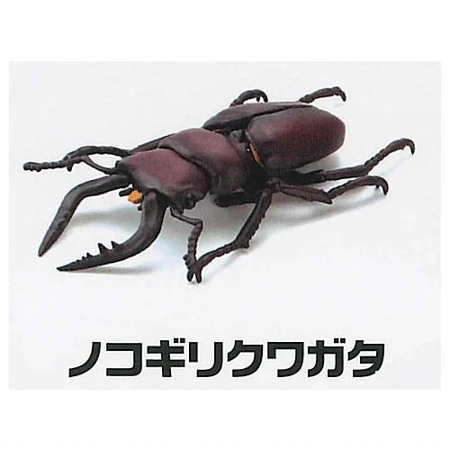 Modeling Beetles