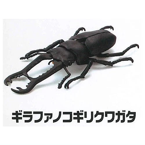 Modeling Beetles