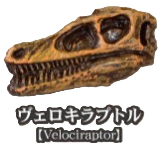 Dinosaur Fossil Museum