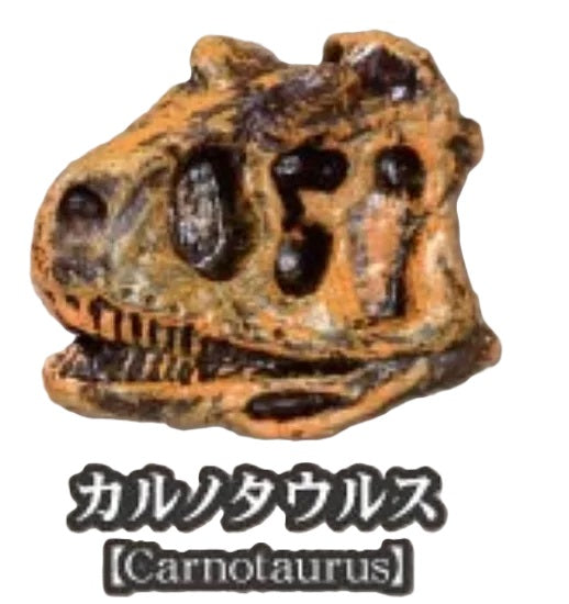 Dinosaur Fossil Museum