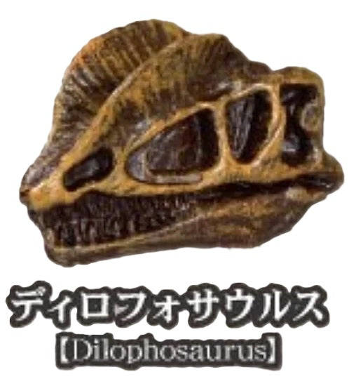 Dinosaur Fossil Museum