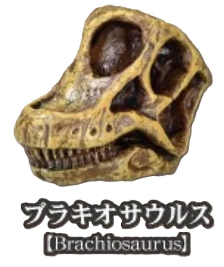 Dinosaur Fossil Museum