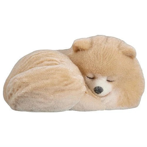 Fluffy Pomeranian
