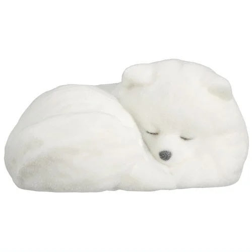 Fluffy Pomeranian