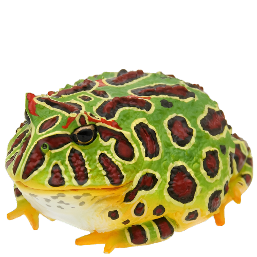 Rain Forest Frogs & Axolotl