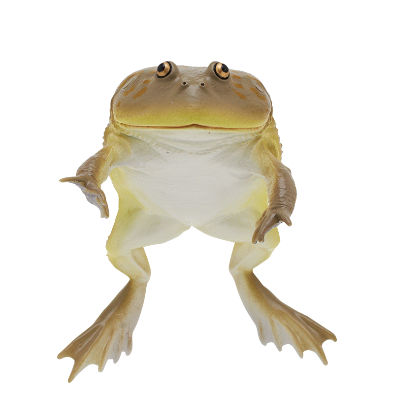 Rain Forest Frogs & Axolotl