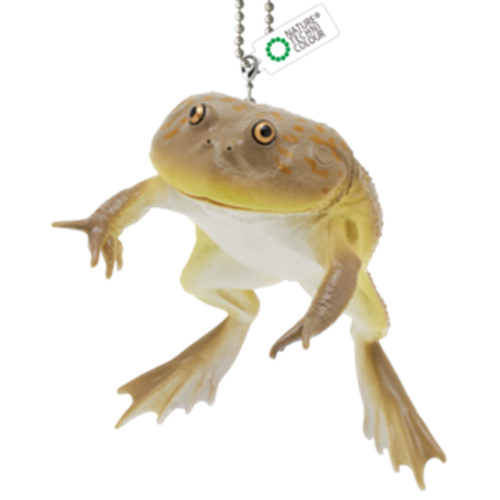 Rain Forest Frogs & Axolotl