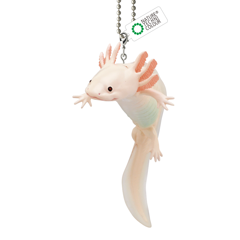 Rain Forest Frogs & Axolotl