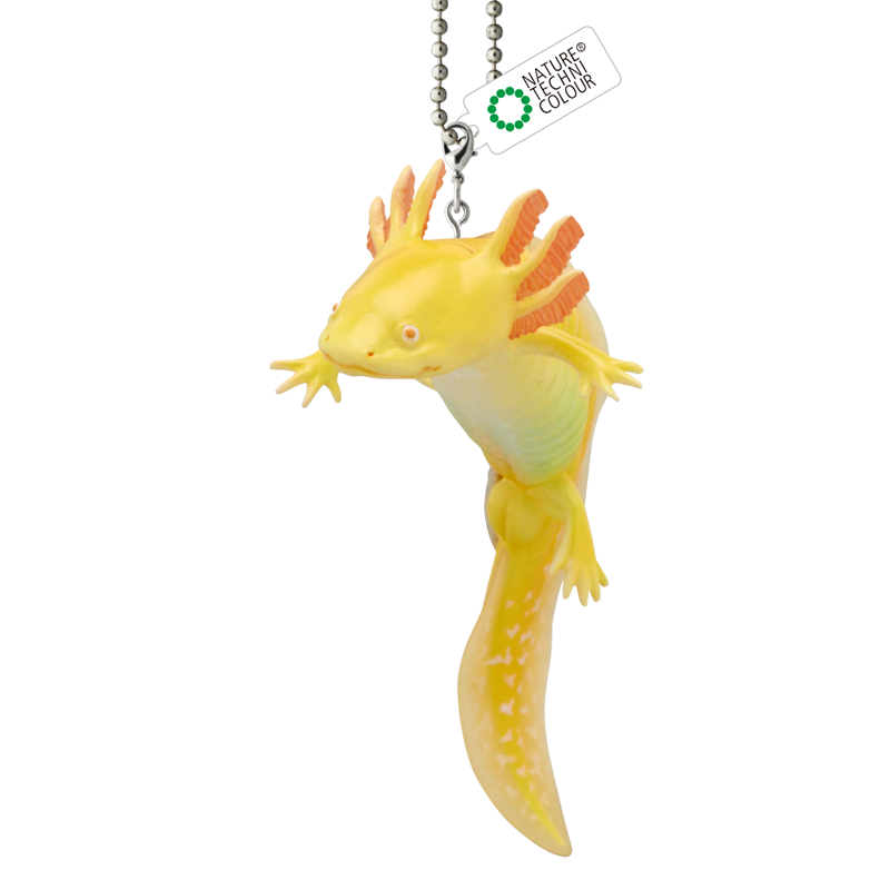 Rain Forest Frogs & Axolotl