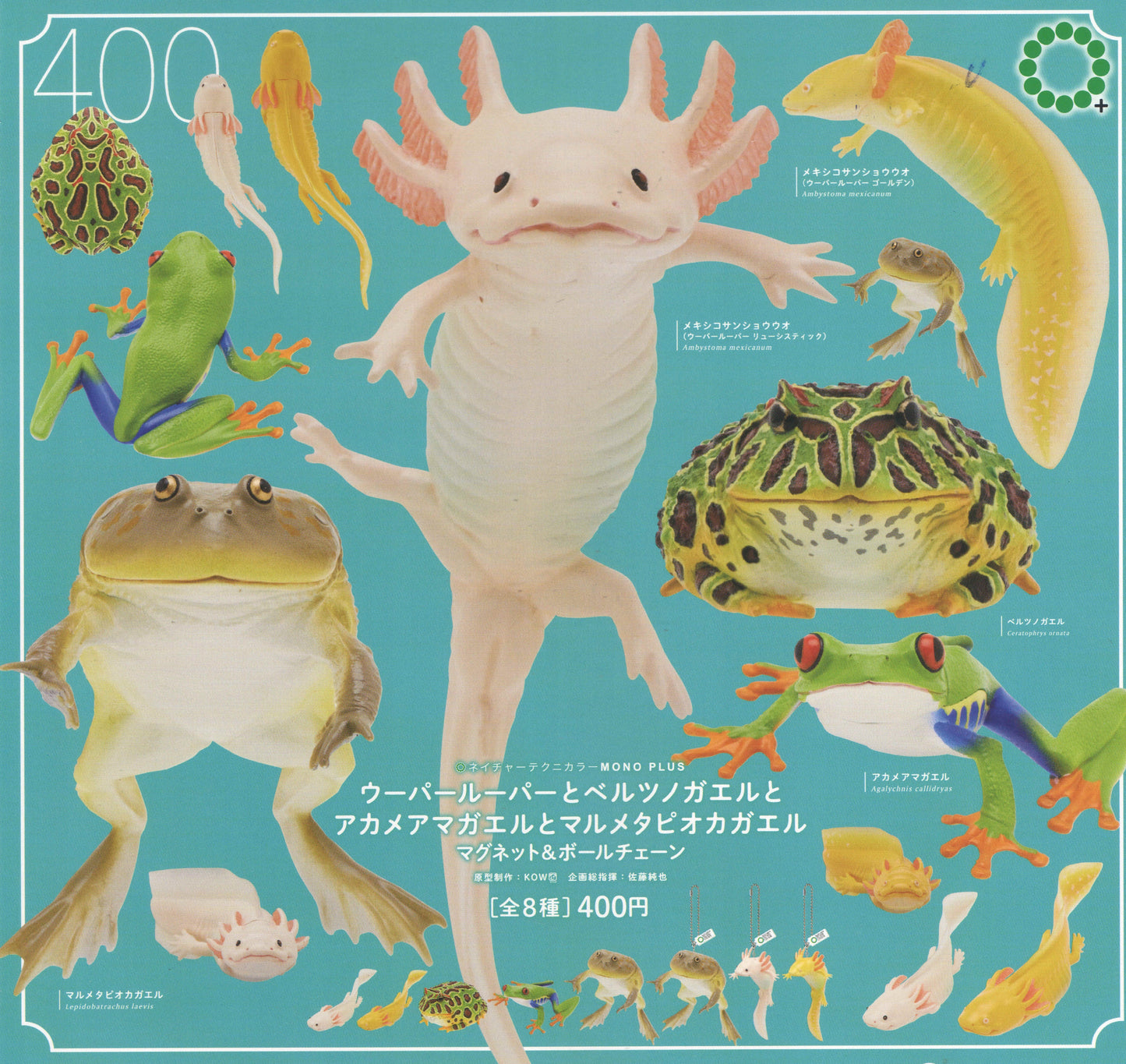 Rain Forest Frogs & Axolotl