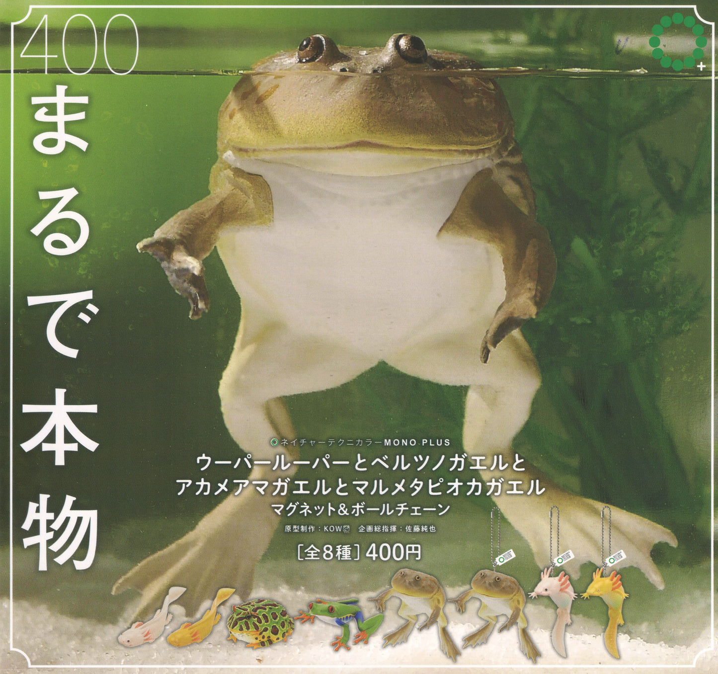 Rain Forest Frogs & Axolotl