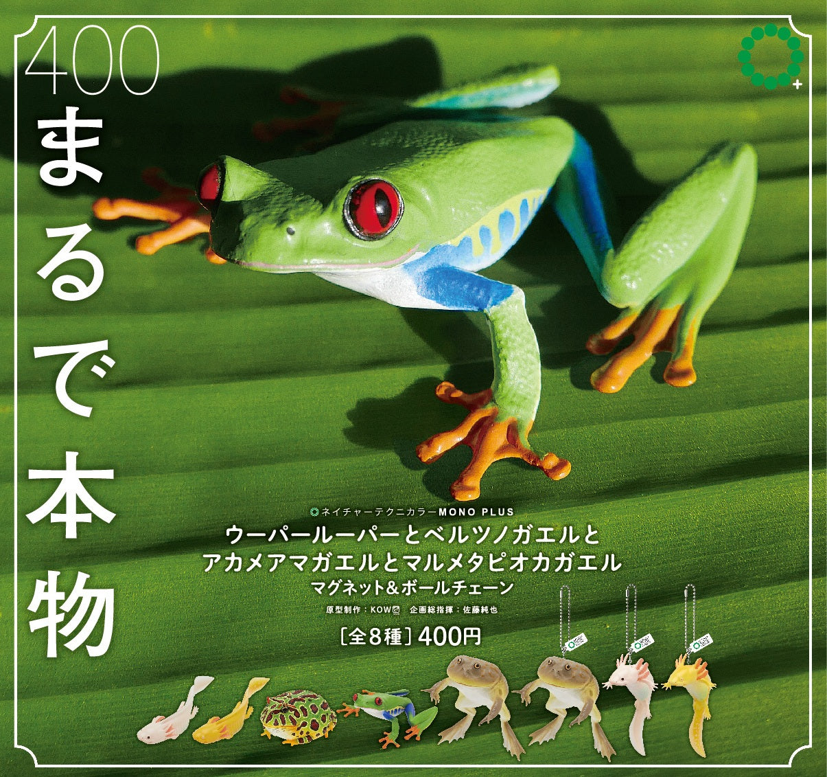 Rain Forest Frogs & Axolotl