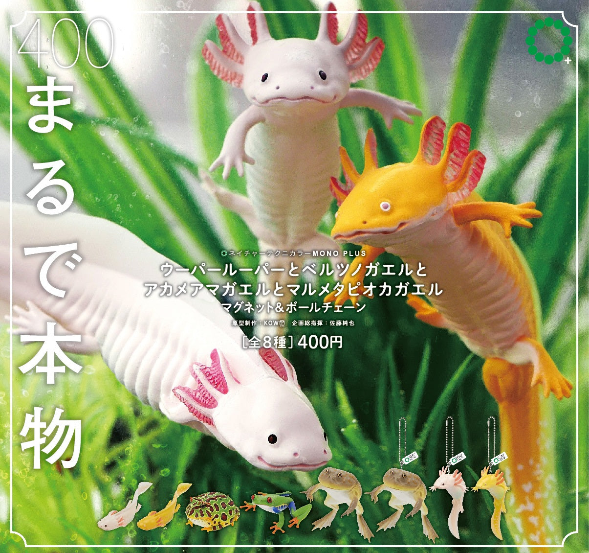 Rain Forest Frogs & Axolotl