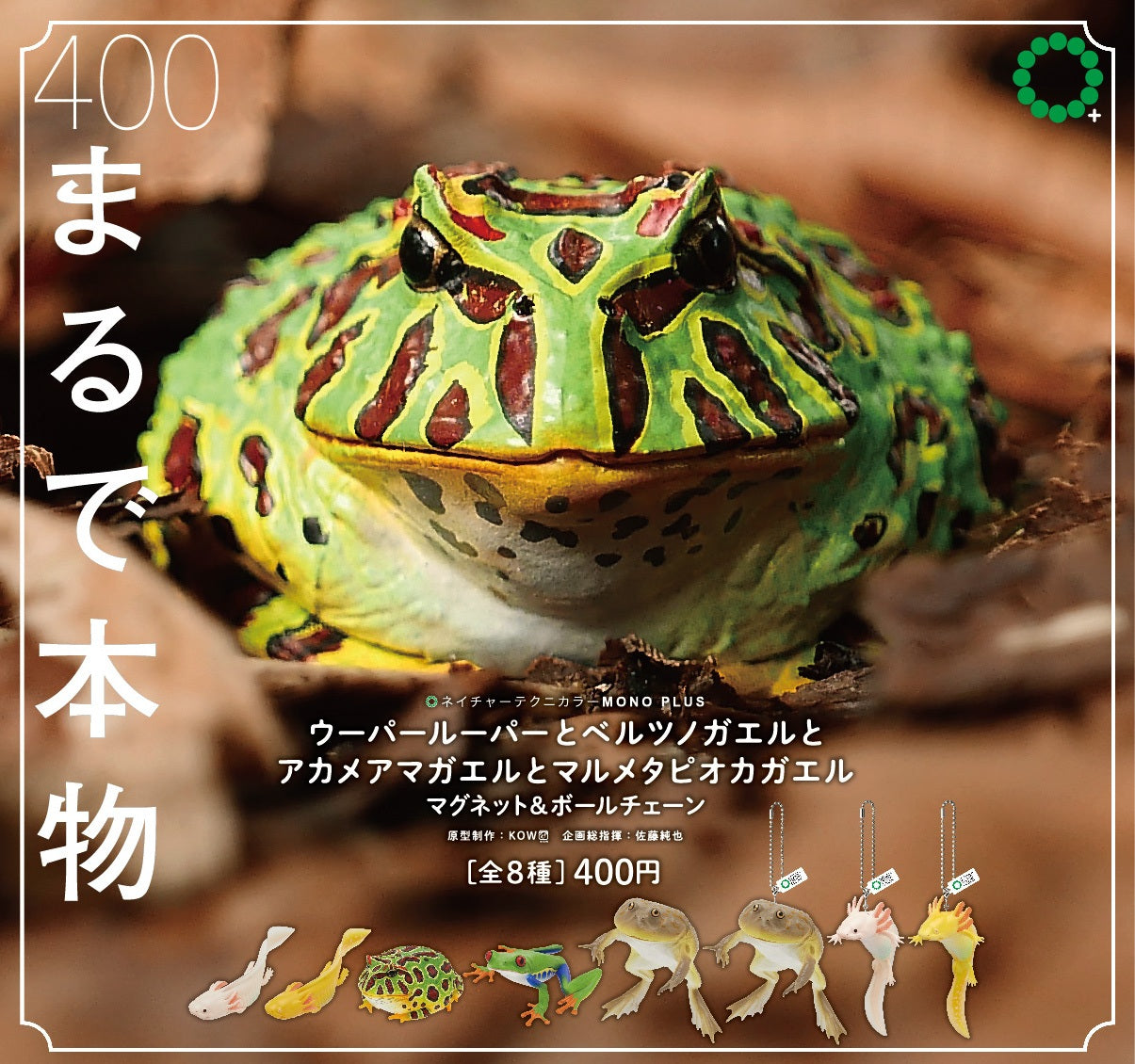 Rain Forest Frogs & Axolotl