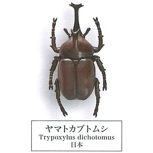 Beetle collection specimen-ZOOM- – view 2