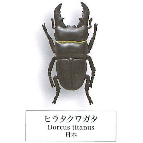 Beetle collection specimen-ZOOM- – view 5