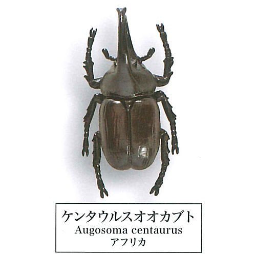 Beetle collection specimen-ZOOM- – view 6