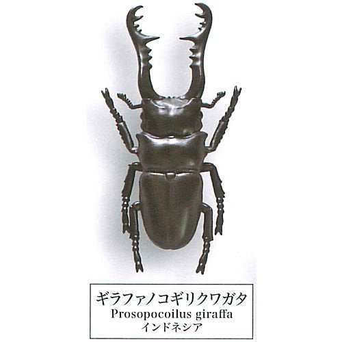 Beetle collection specimen-ZOOM- – view 7