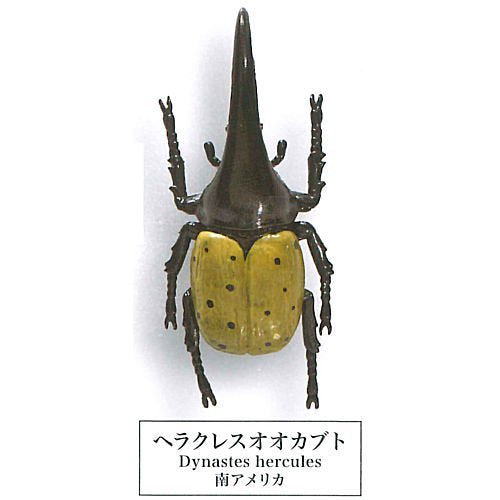 Beetle collection specimen-ZOOM- – view 8