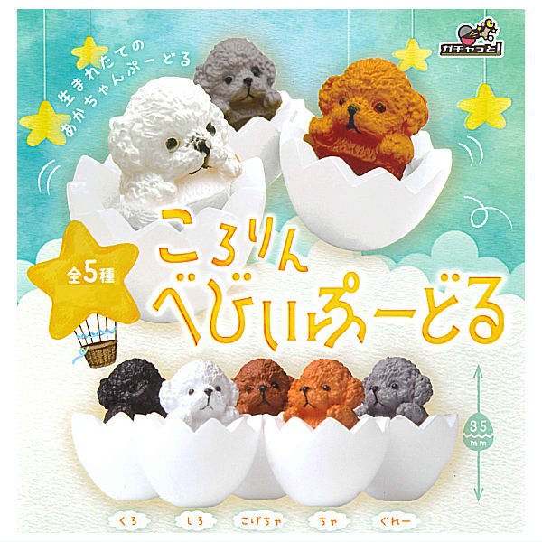Kororin Baby Poodle