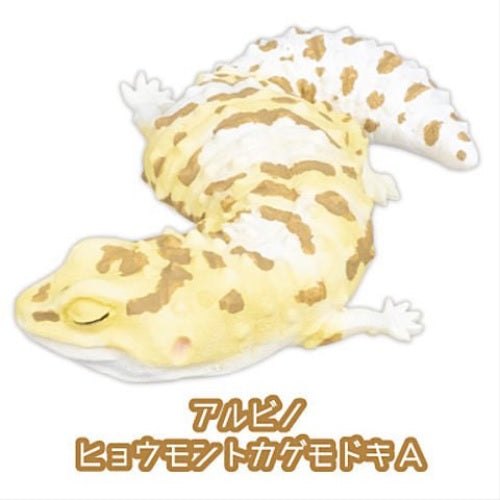 Leopard Gecko Good Night Series Part.2 – view 3