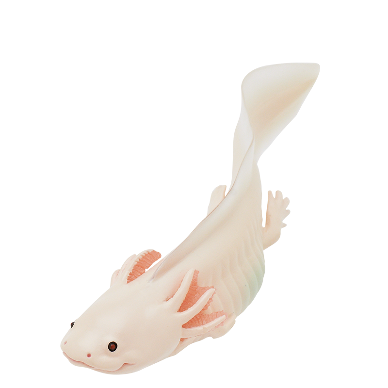 Rain Forest Frogs & Axolotl – view 2